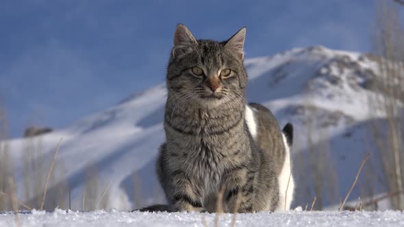 A Cat on the Snow During the Winter