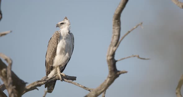 Eagle Looking Around 