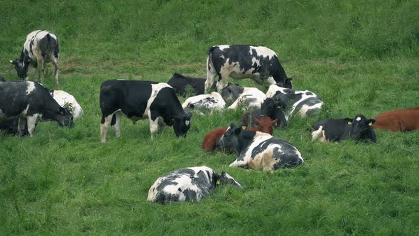 Many Cows Lying In The Field