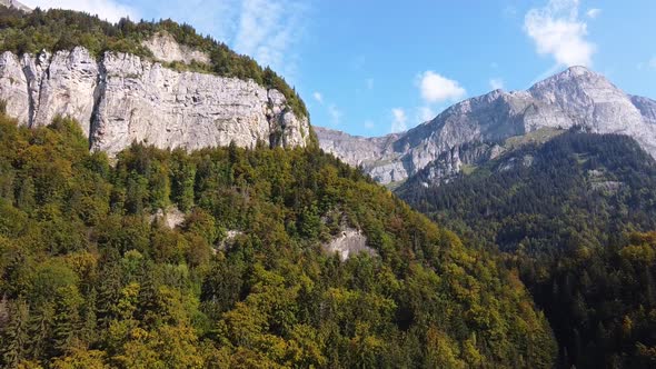 Flying towards a mountain range and fir forest. Autumn colors.