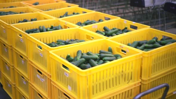 Containers with Fresh Cucumbers are Moving in Warehouse of Agro Company Spbd