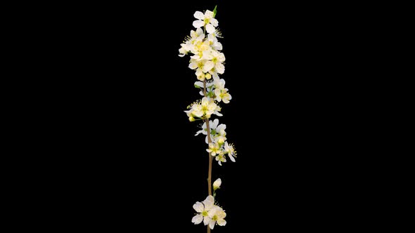 Wild Plum Flower Isolated 7