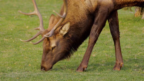 A herd of wild elks grazing on grass