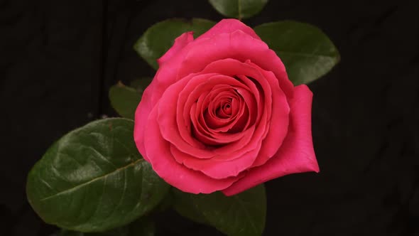 A Rose Bud Opens. Time-lapse