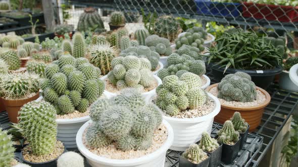 Echinocactus, Cleistocactus,cactus plants inside a pot outside, tracking shot