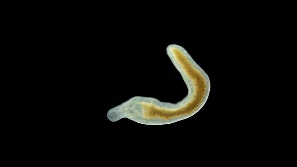 A Flatworm of the Prorhynchidae Family Under a Microscope, Order Lecithoepitheliata