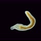 A Flatworm of the Prorhynchidae Family Under a Microscope, Order Lecithoepitheliata - VideoHive Item for Sale