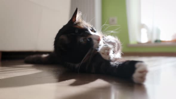 Cheerful Cat Resting On Floor At Home