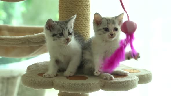 Cute Persian Kittens Playing Toy On Cat Tower Slow Motion 