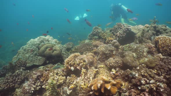 Scuba Divers Underwater