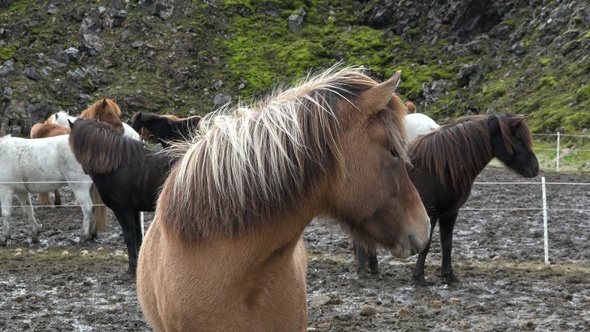 Iceland. Close up portrait of wind blowing mane of Icelandic horse.