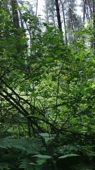 Vertical Video of a Forest with Trees