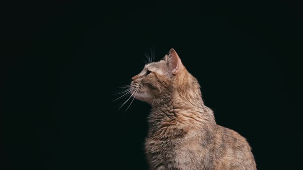 Male Hand Touching the Nose of a Curious Cat