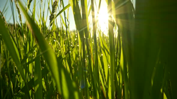 Walking Among Tall Big Green Grass, Setting Sun Getting Through Blades of Grass, Macro Abstract