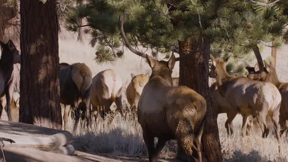 A herd of wild elks in the Rocky Mountain National Park