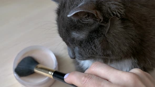 A Gray Cat Lies on the Table a Girl Puts Her Makeup