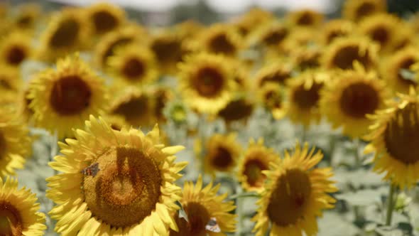 Beautiful Natural Plant Sunflower In Sunflower Field In Sunny Day 02