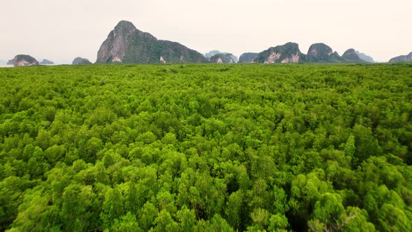Fly over dense wetland forest, mountain islands in background. Phang Nga, Thailand