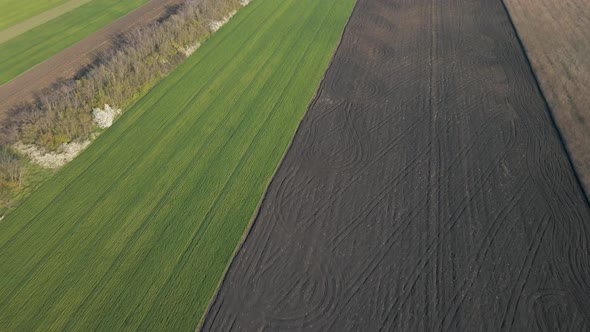 Aerial View of Beautiful Summer Landscape of a Wheat Field