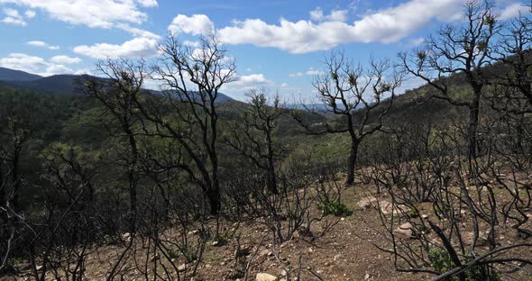 Burned forest, Massif des Maures, Provence, France