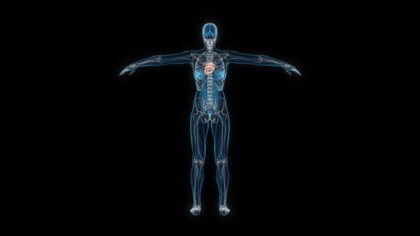 Female heart 3d hologram alt