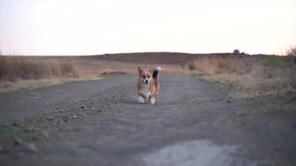 Female Pembroke Welsh Corgi running towards the camera in a South African winter landscape at dusk