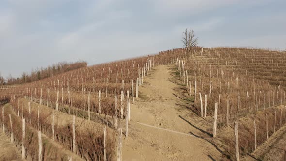 Drone view of vineyards during late autumn