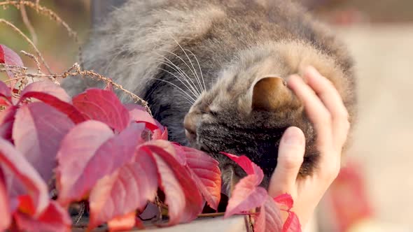 Cute red cat walking in autumn yard, pet concept, female hand caress Siberian cat