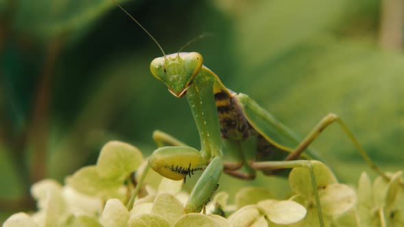 A large green mantis sits on a flower. He looks into the camera and moves his whiskers