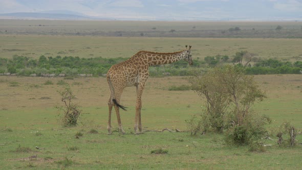 One giraffe eating on the savannah plains