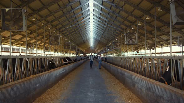 Livestock Team Working Cowshed at Countryside