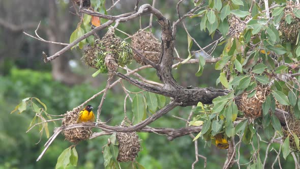 Male Weaver Bird Around His Nest in A Tree 