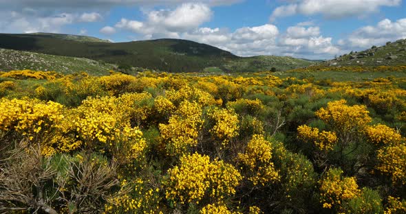 The national park of Cevennes, col de niel, Mont Lozere, France