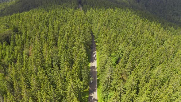 Aerial View Flying Over Two Lane Forest Road with Car Moving Green Trees of Woods Growing Both Sides
