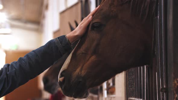 Woman Strokes Brown Horse on the Muzzle