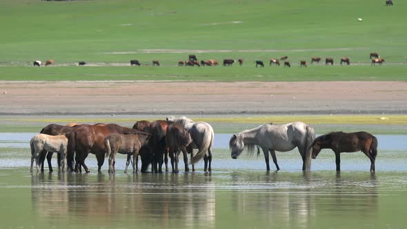 Free Herd of Wild Horses in Natural Lake Water