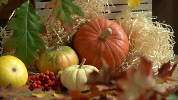Autumn Still Life with Pumpkins and Rowan
