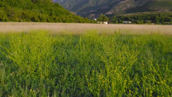 low level flight over a flowery field in a mountain valley at sunny daytime