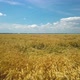 Aerial Landscape of Wheat Field at Sunny Summer Day - VideoHive Item for Sale