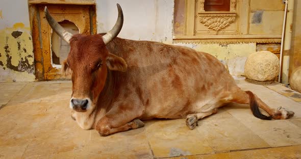 Holy Animal Carefree Indian Cow Lying Resting on the Street of Jaisalmer. Rajasthan, India