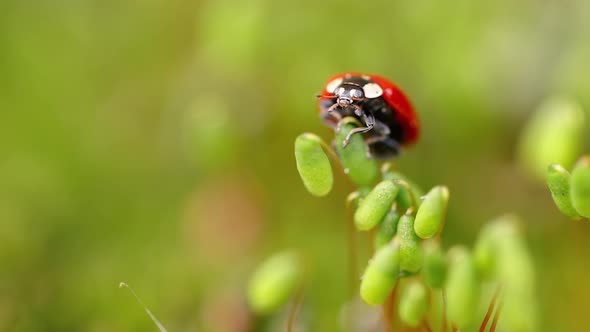 Close-up Wildlife of a Ladybug in the Green Grass in the Forest