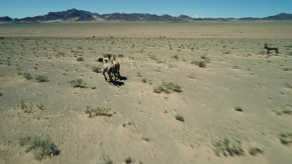 camels in mongolian stone desert.