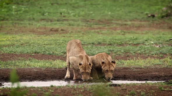 African lion in Kruger National park, South Africa