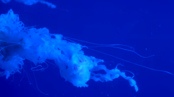 Colorful Jellyfish Underwater
