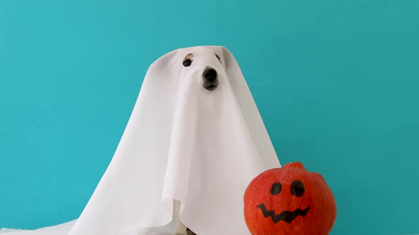 Dog Sit As a Ghost for Halloween with Pumpkin