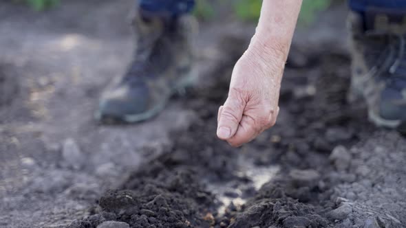 Close Up Wrinkled Hand Sowing Seeds in Garden Soil