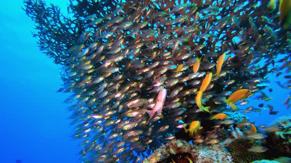 School of Glass Fish