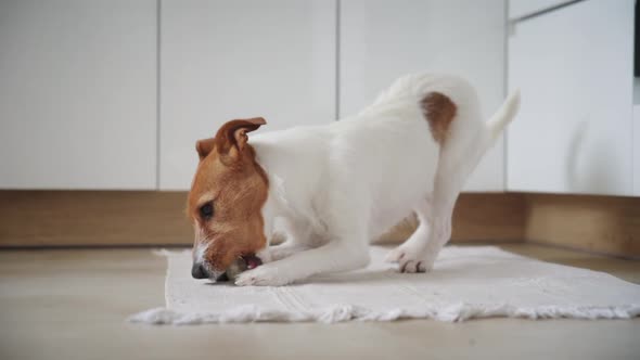 Dog Play with Toy in the Kitchen