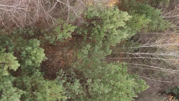 Vertical Video of a Forest with Many Trees in Autumn