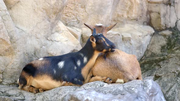 Couple Of Goats Resting On A Mountain 6k